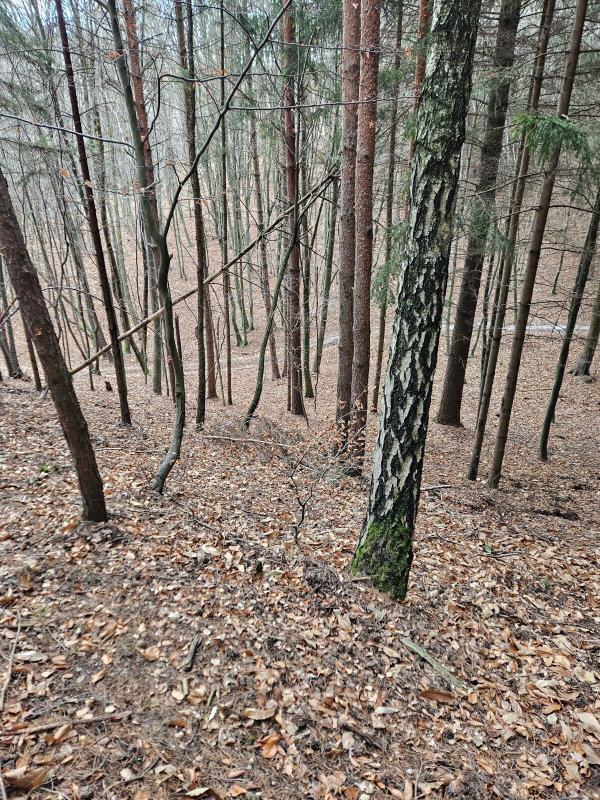 Wald zu verkaufen ca. 5.000 m² Natur, Ruhe, Wert 3