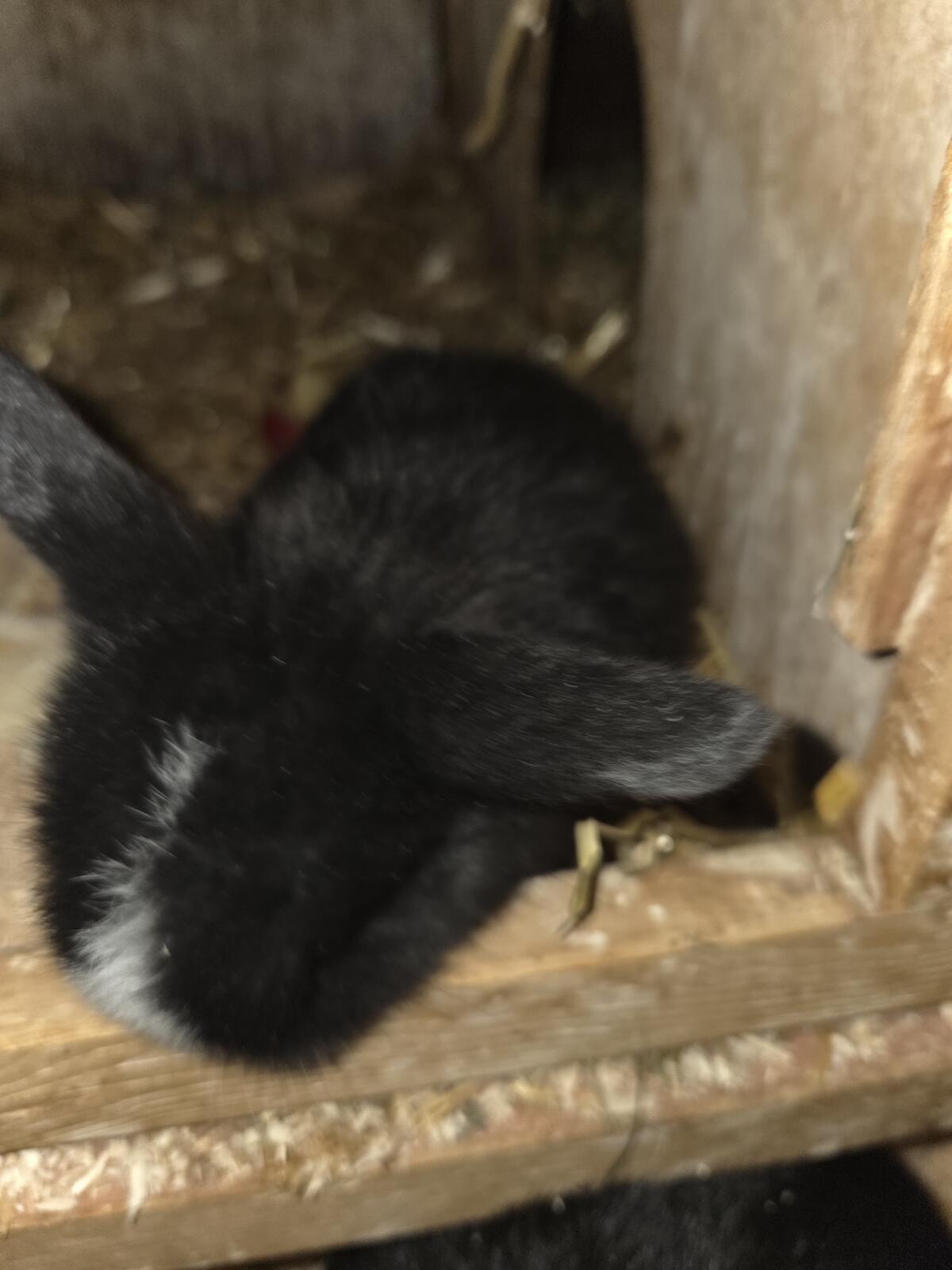 Süße Osterhaserl (Minilops) zu vergeben 3