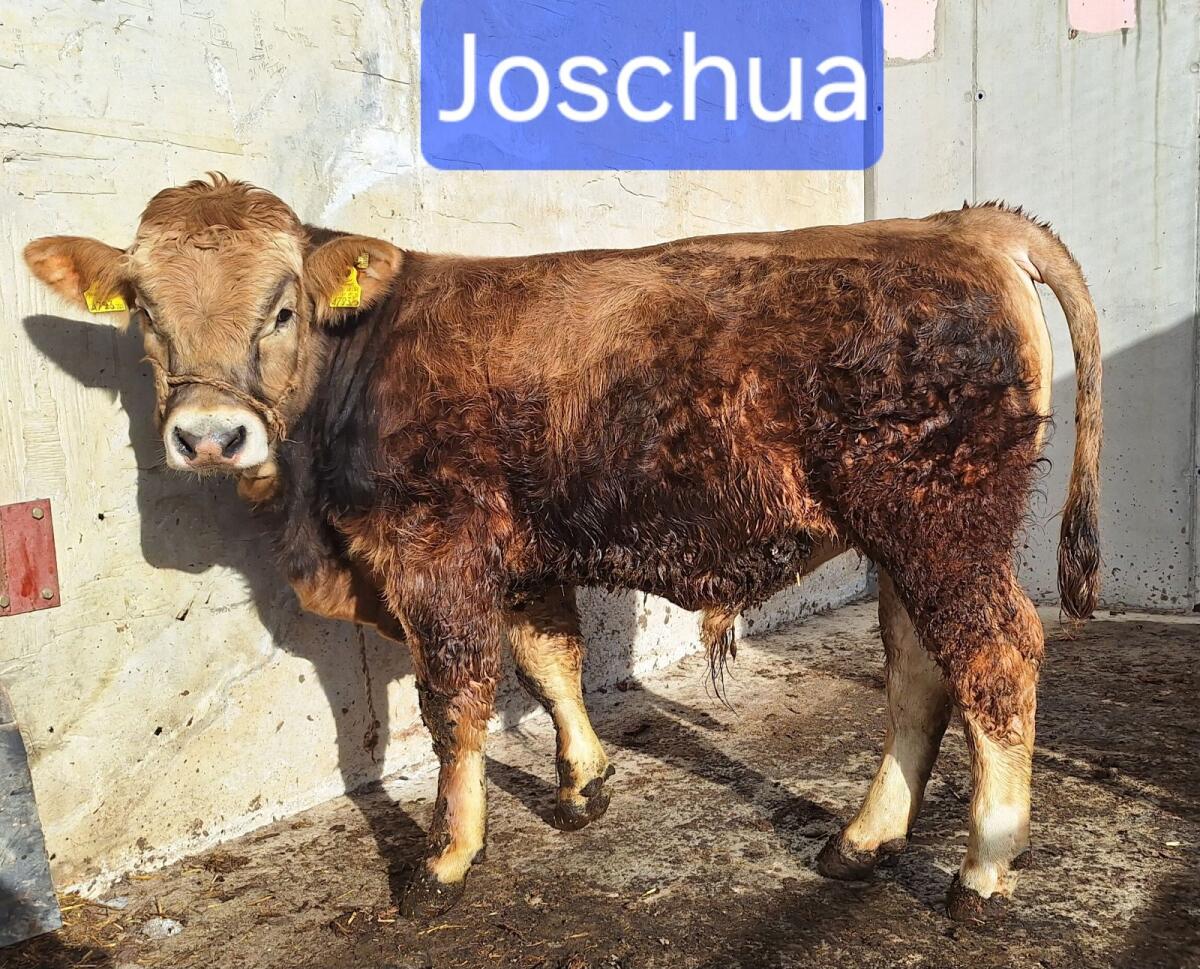 Murbodner Zuchtstier Joschua 2