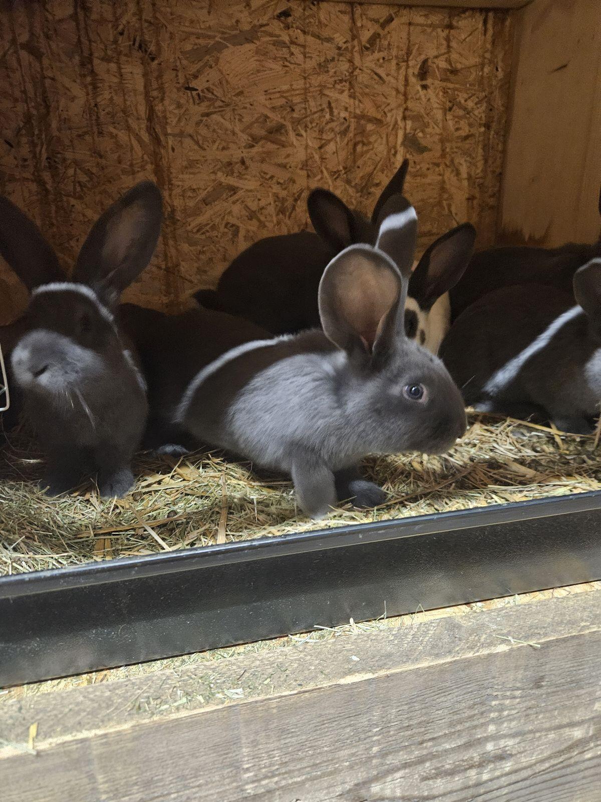 Reinrassige Deutsche Riesenschecken 3