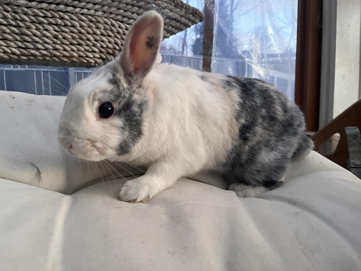 4 Kastraten Zwergkaninchen 2