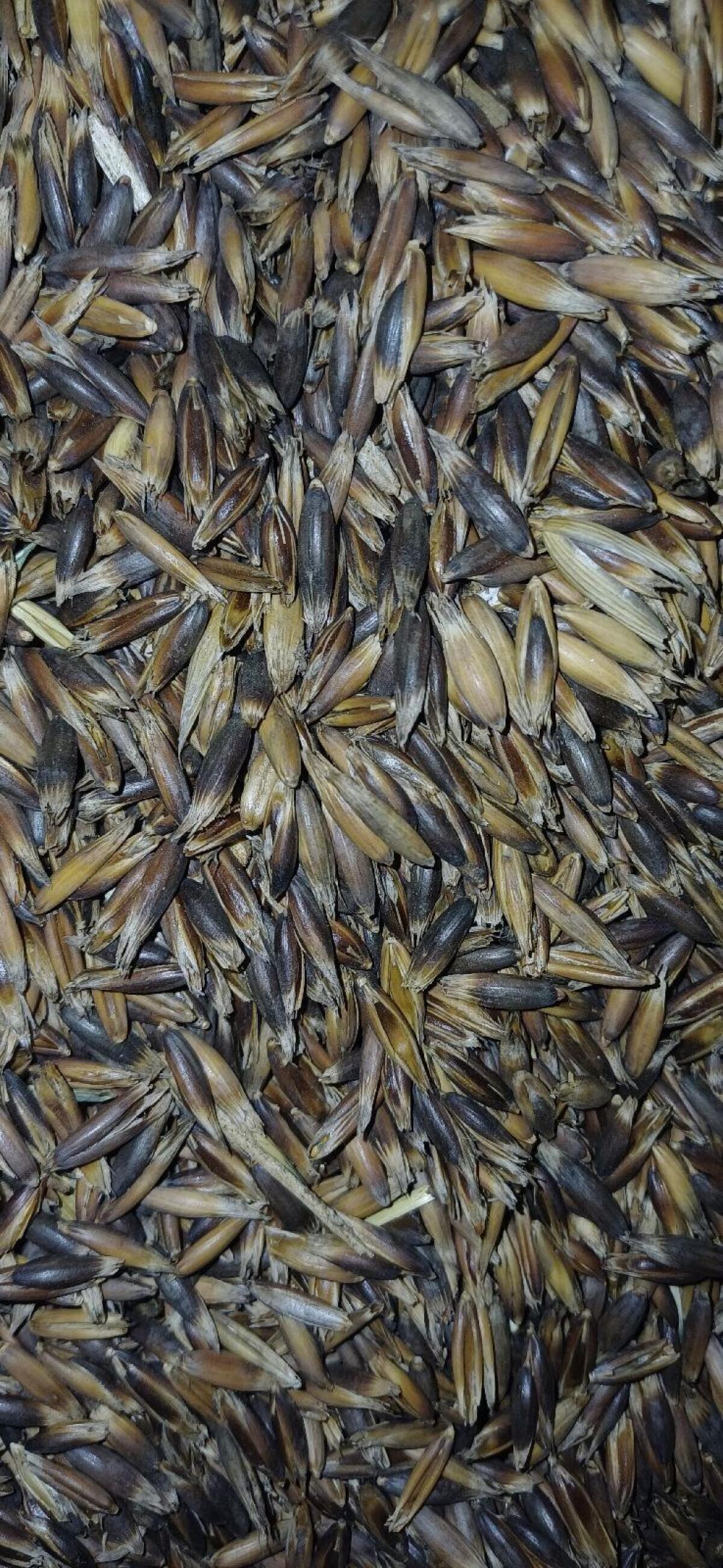 Schwarzhafer/Futterhafer 2