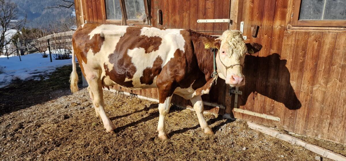 Bio-Kuh zu verkaufen 2