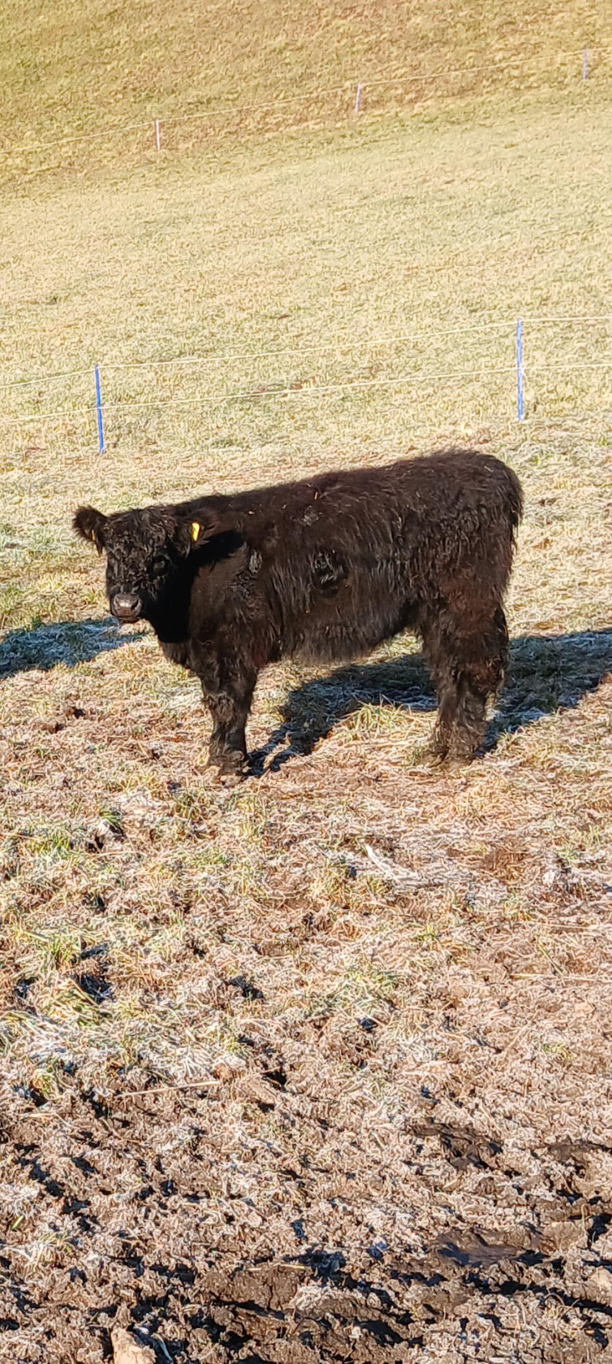 Verkaufe Bio Galloway Kühe/Kälbin 3