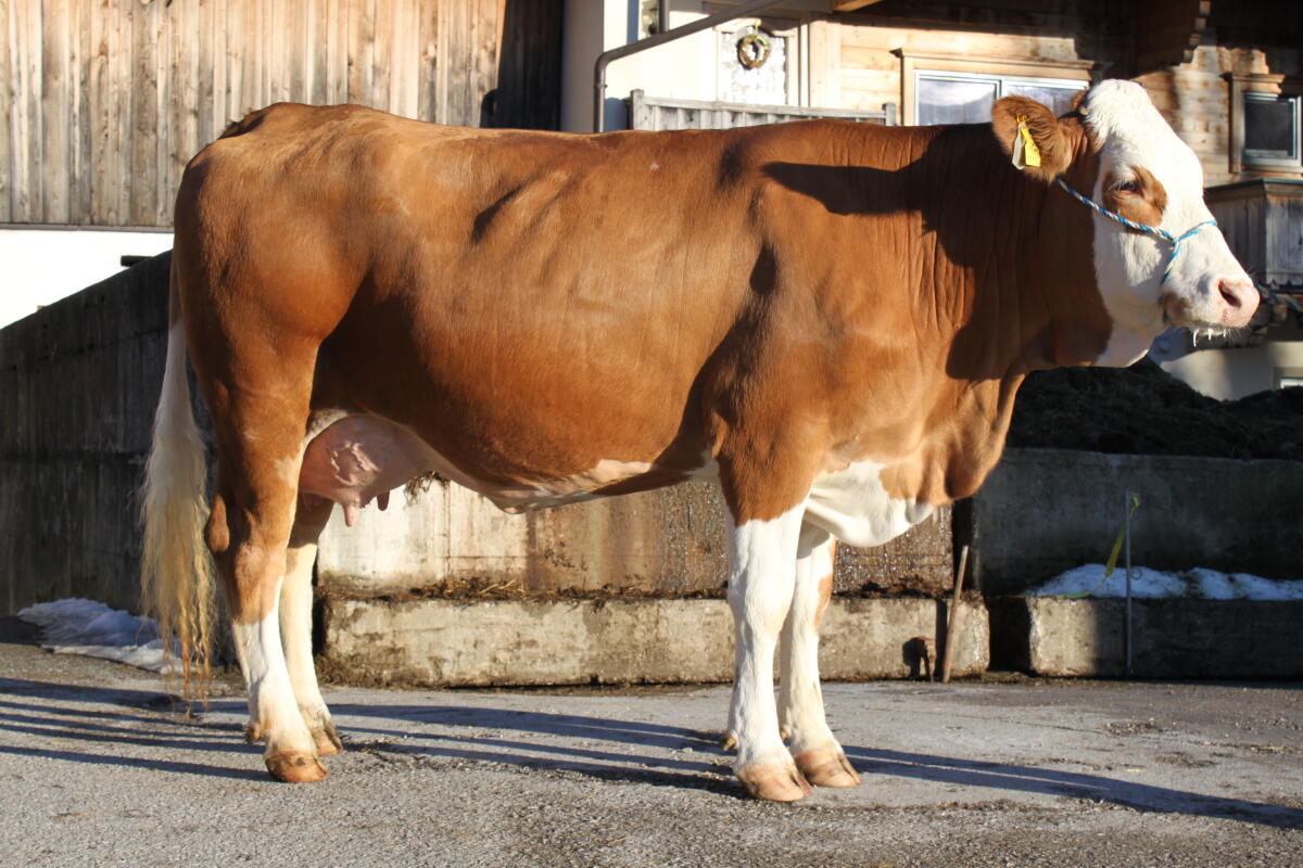 Top Elite Fleckviehkuh 3