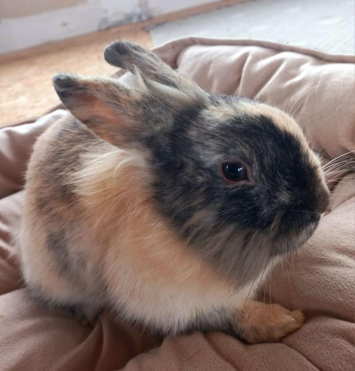 Löwenkopf Zwergkaninchen 3