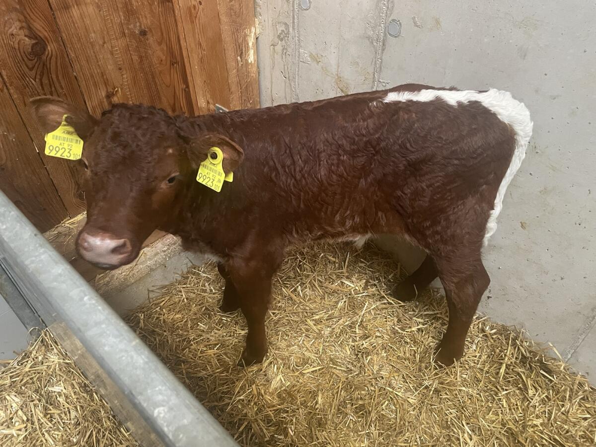 Original Pinzgauer Stierkalb BIO 2