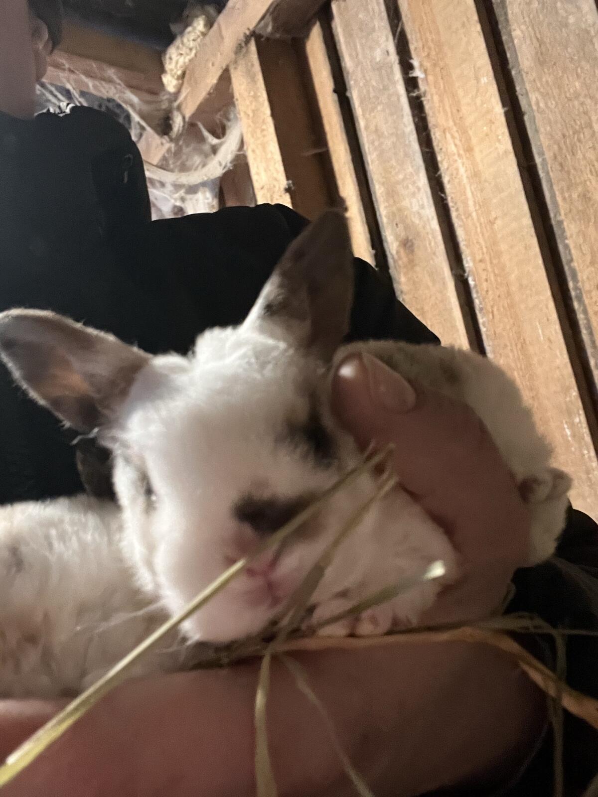 Zwerg Rex Widder, Rexkaninchen, Zwergwidder, Hase, Rammler 2