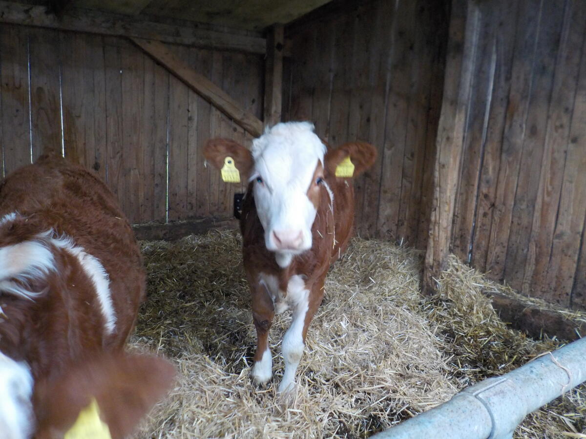 Fleckvieh Zuchtkälber 2