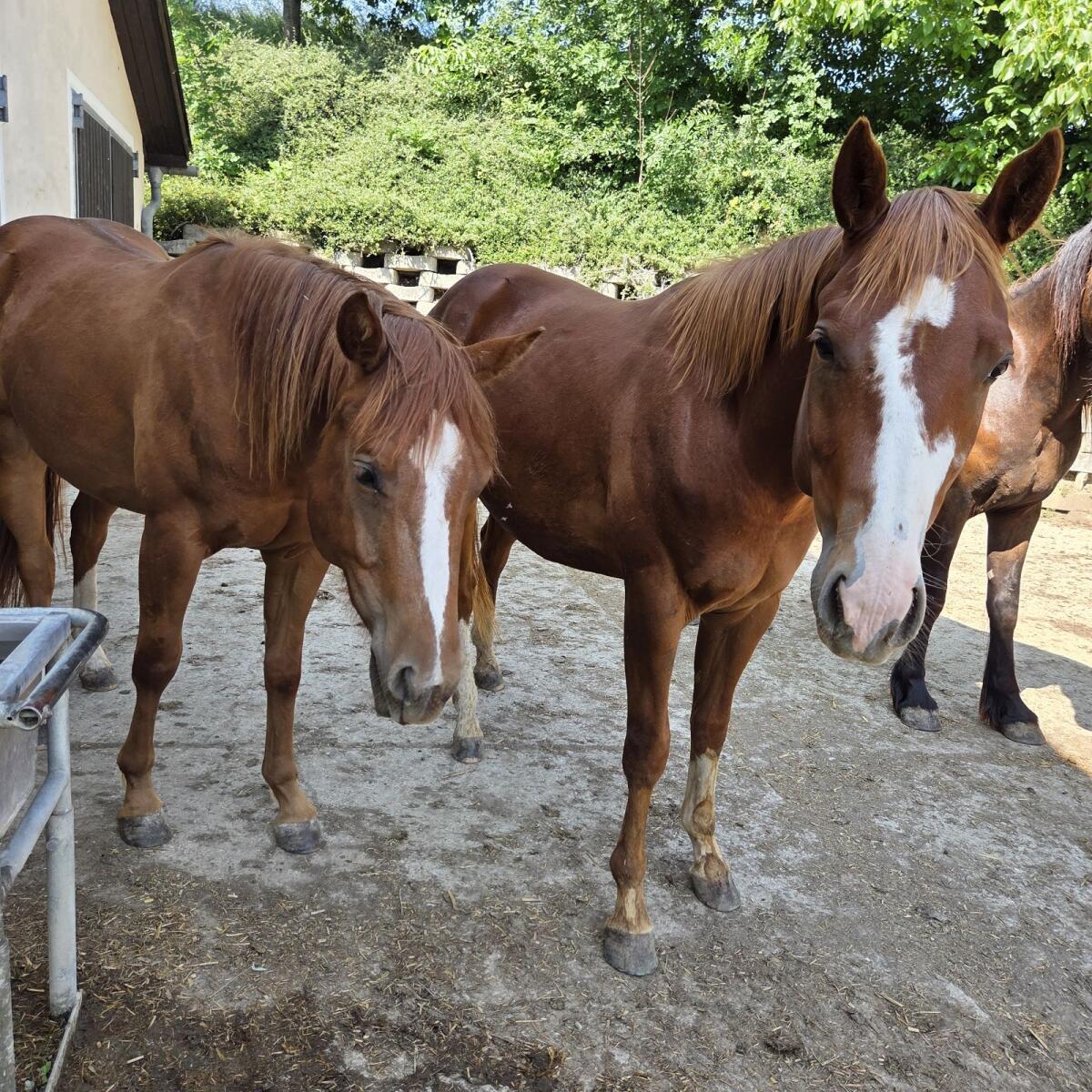 Hübsche 3-jähr. Quarterstute 3