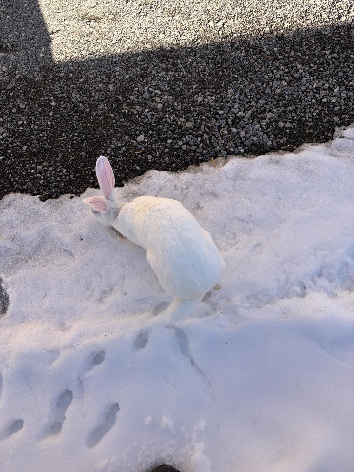 Verkaufe ein reinrassiges Bambino-Weibchen. 2