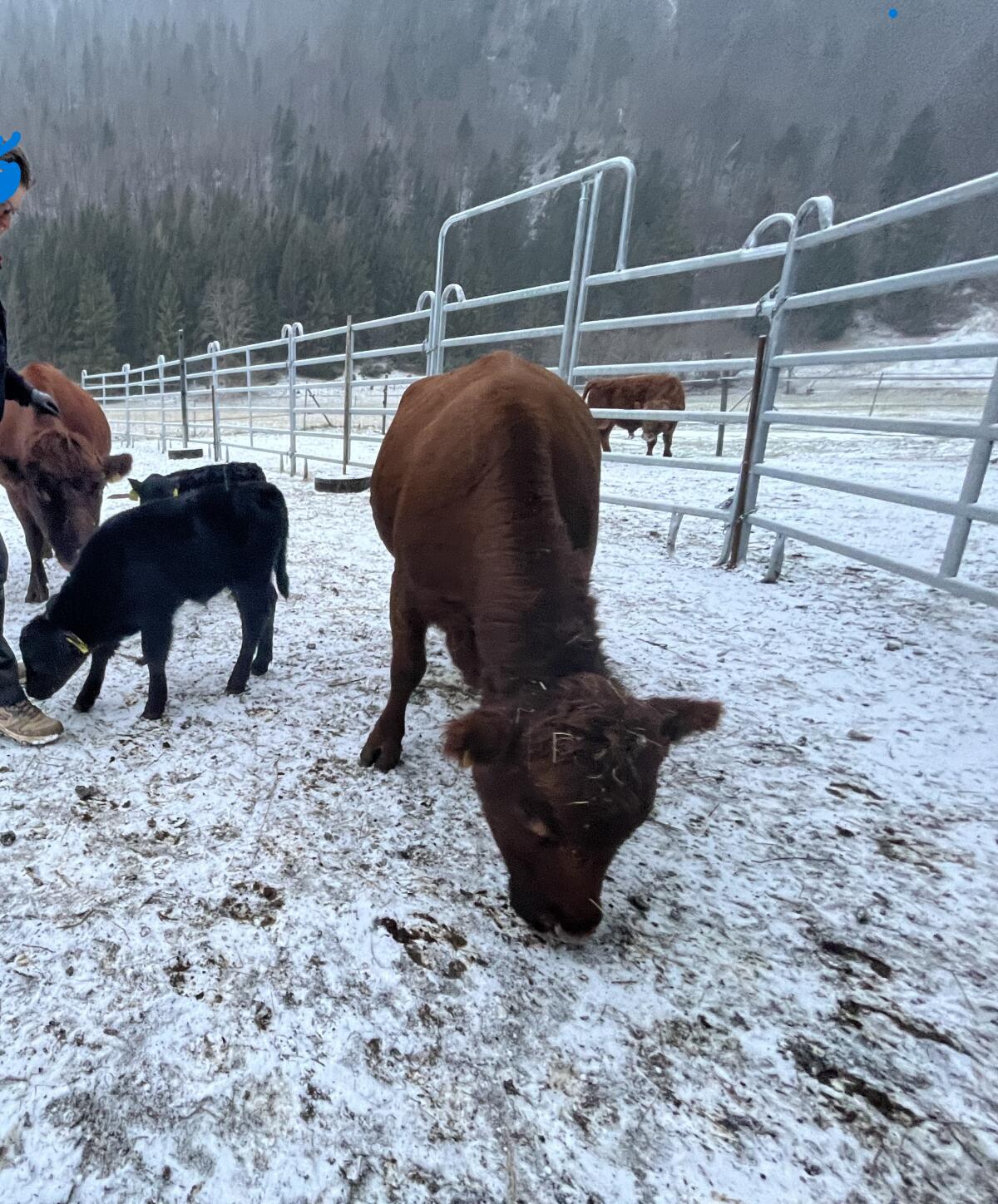 Dexter Stierkalb zur Zucht 2