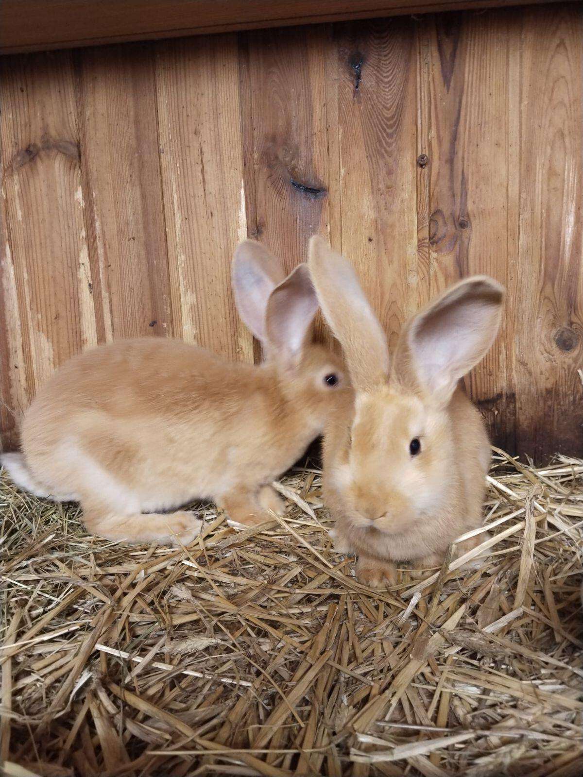 Junge gelbe Riesenrammler 3