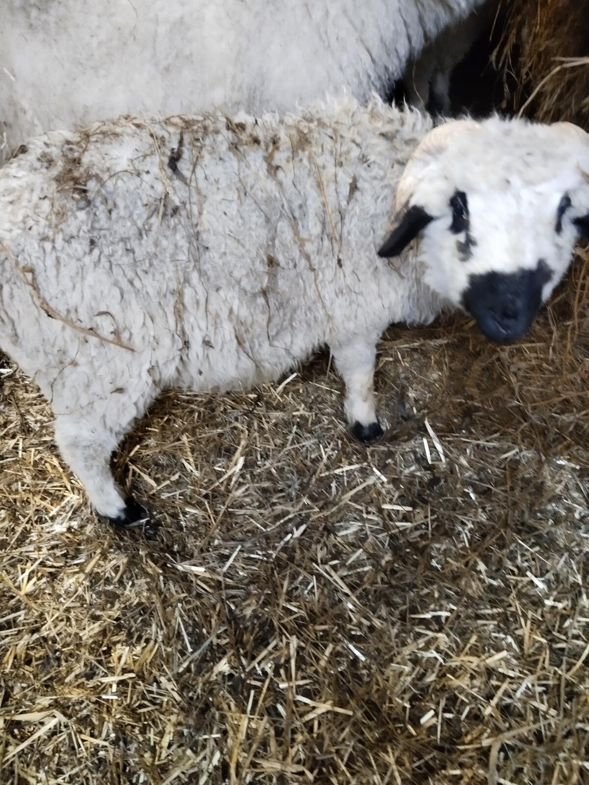 Walliser Schwarznasen und Tauernschecken Ziegen 3