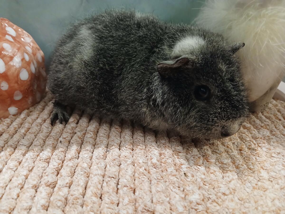 Rassemeerschweinchen 2