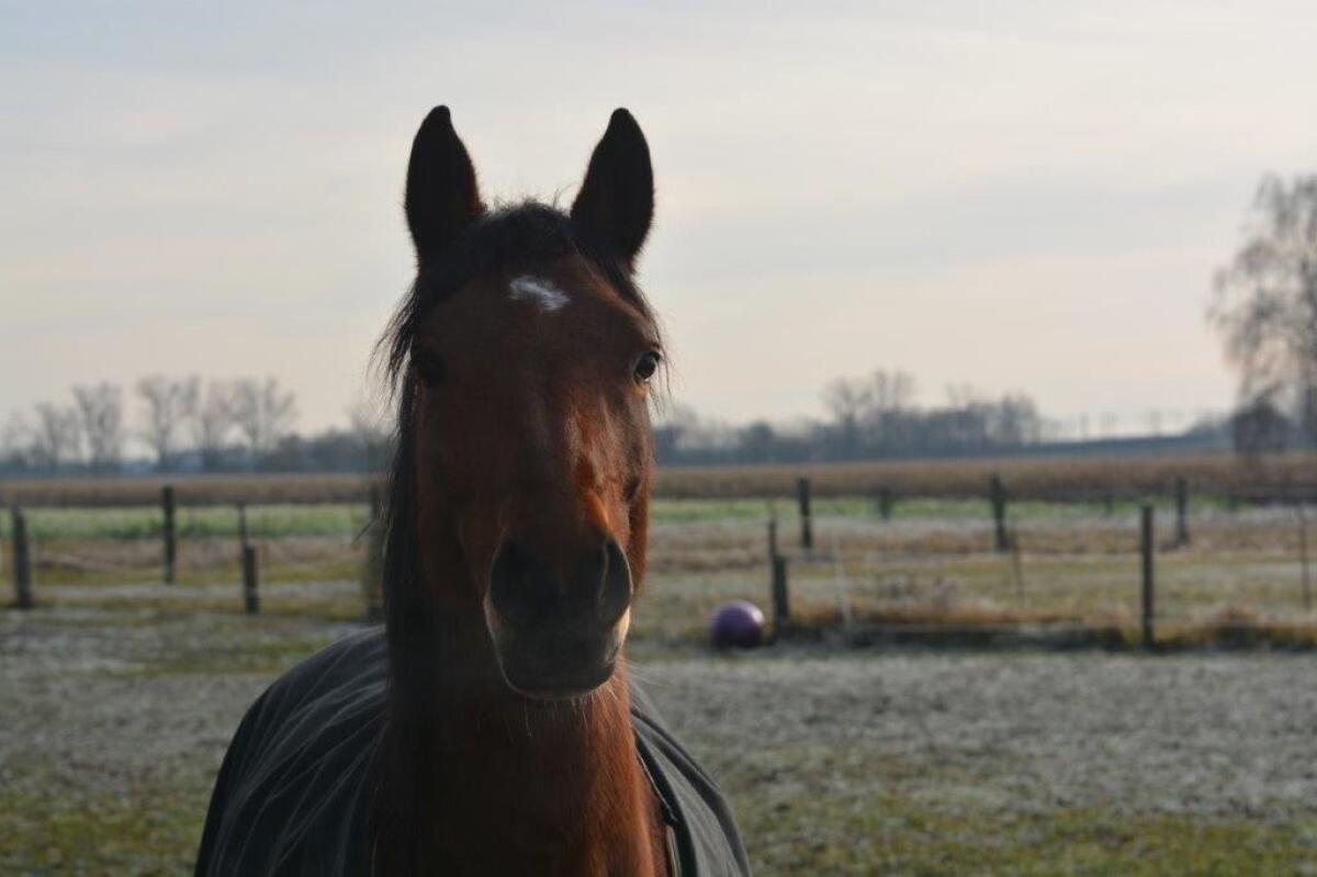 Reitpony Stute XXL 2