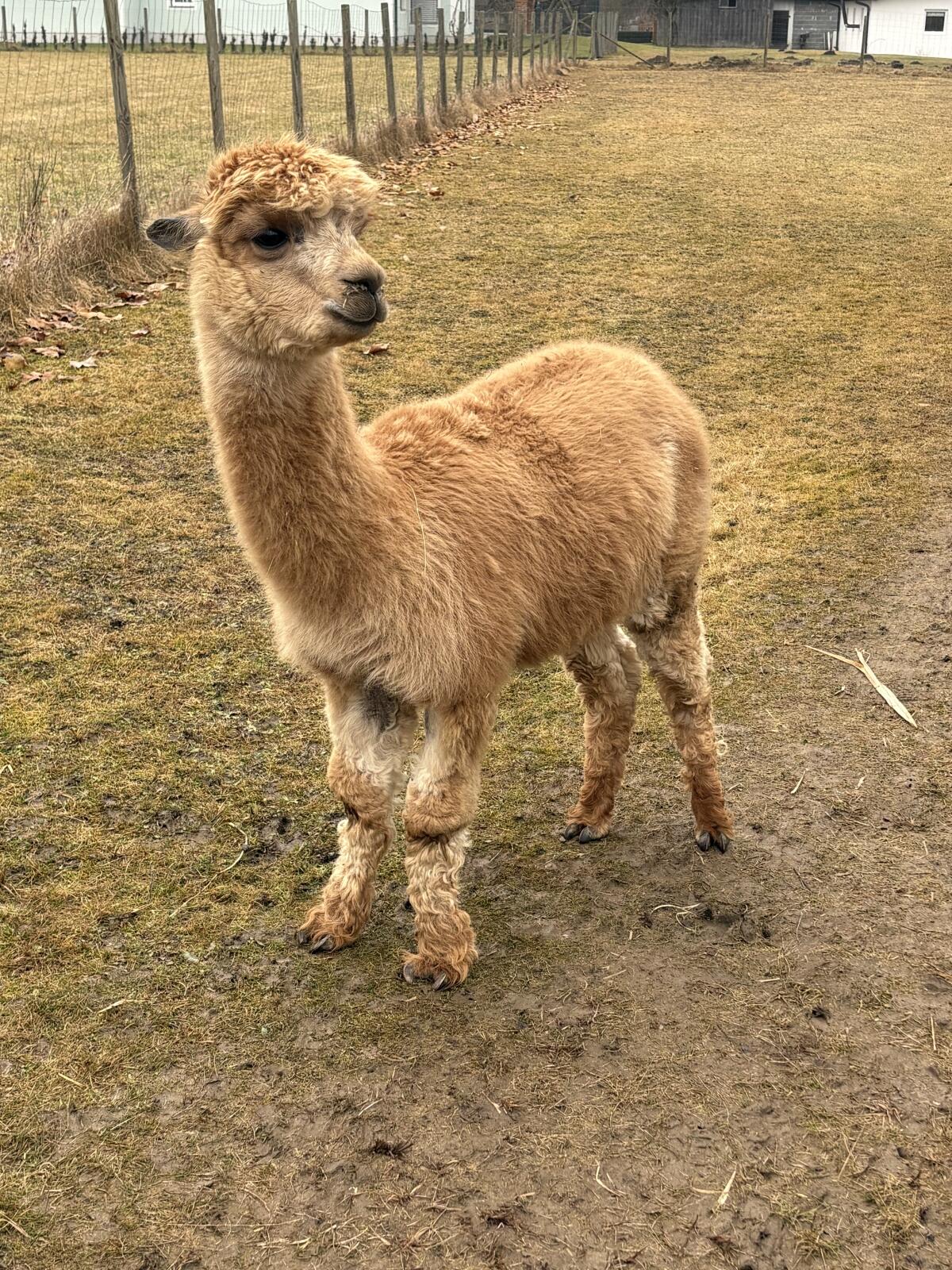 Alpaka-Hengste 3