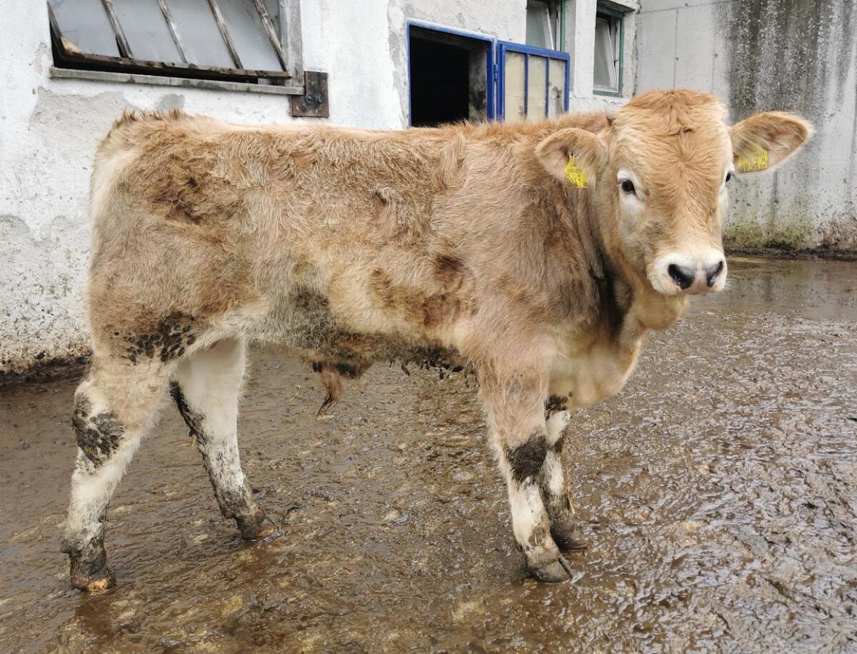 Verkaufe Murbodner Stierkalb 2