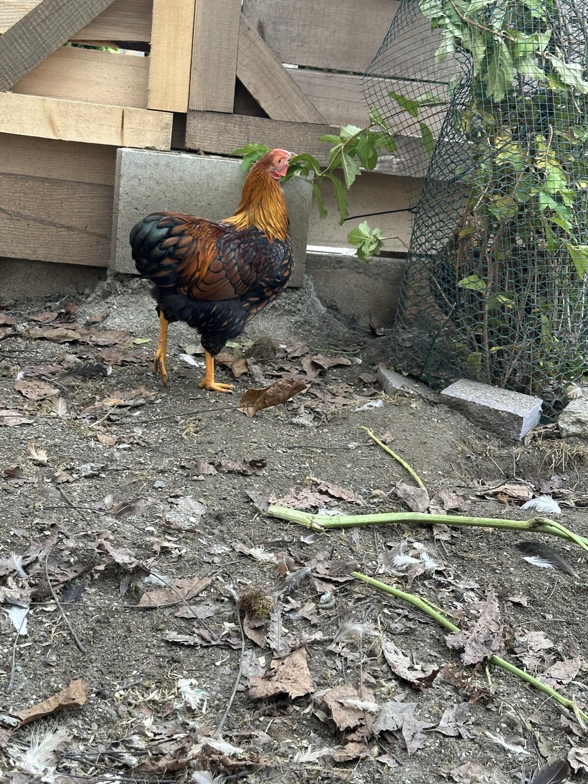 Zwerg Wyandotten Hahn 2