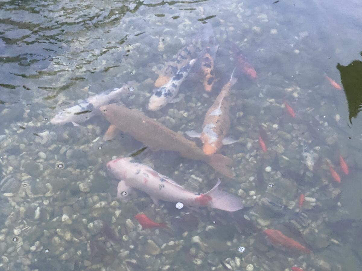 Koi Karpfen - Süßwasserfische 2