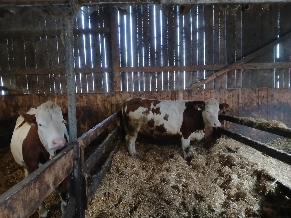 2 trächtige Fleckviehkalbinnen zu verkaufen 2