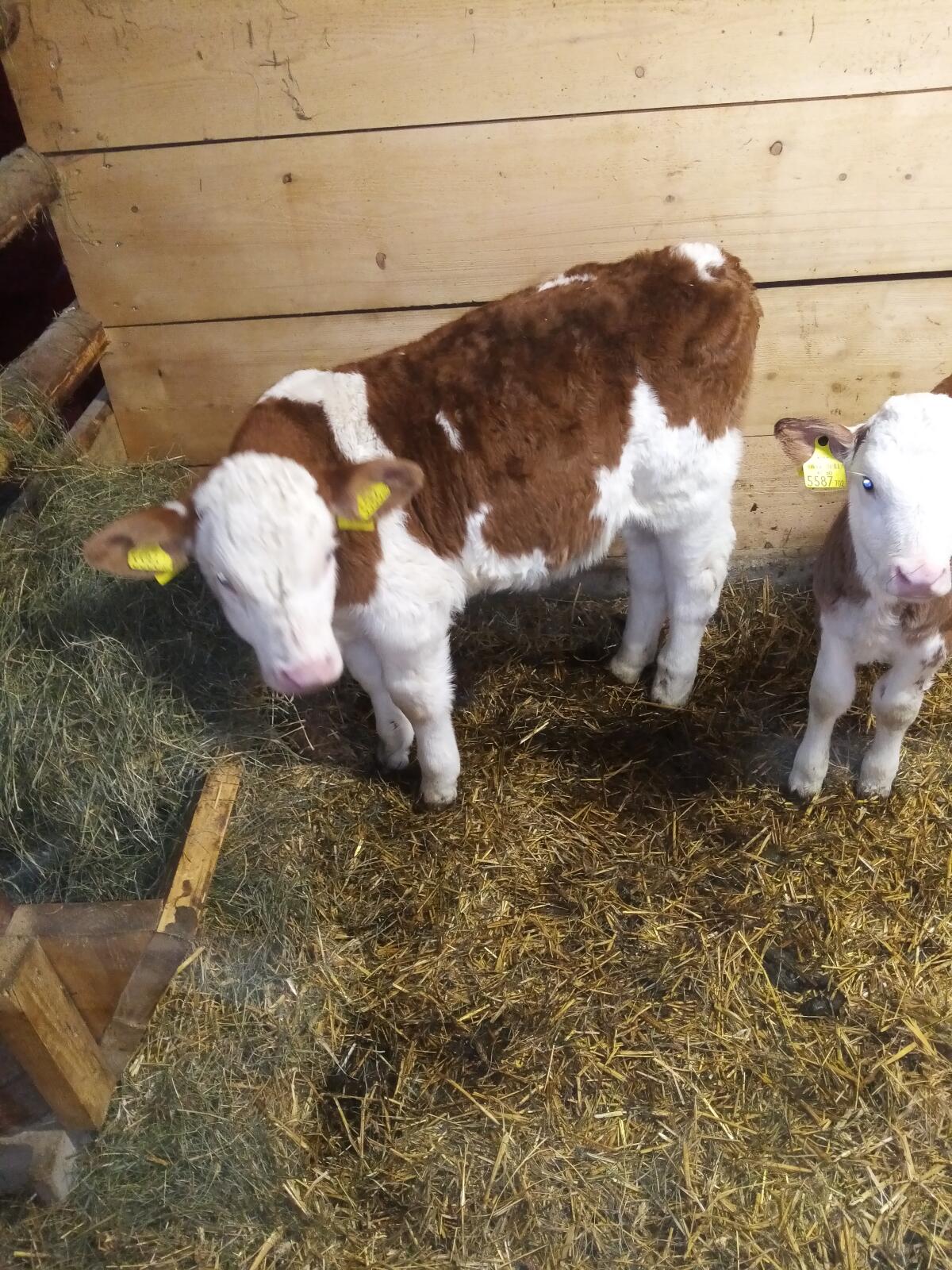 Verkaufe Fleckvieh 2