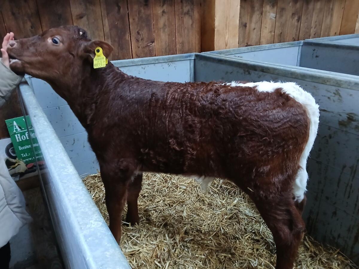 Original Pinzgauer Stierkalb BIO 3