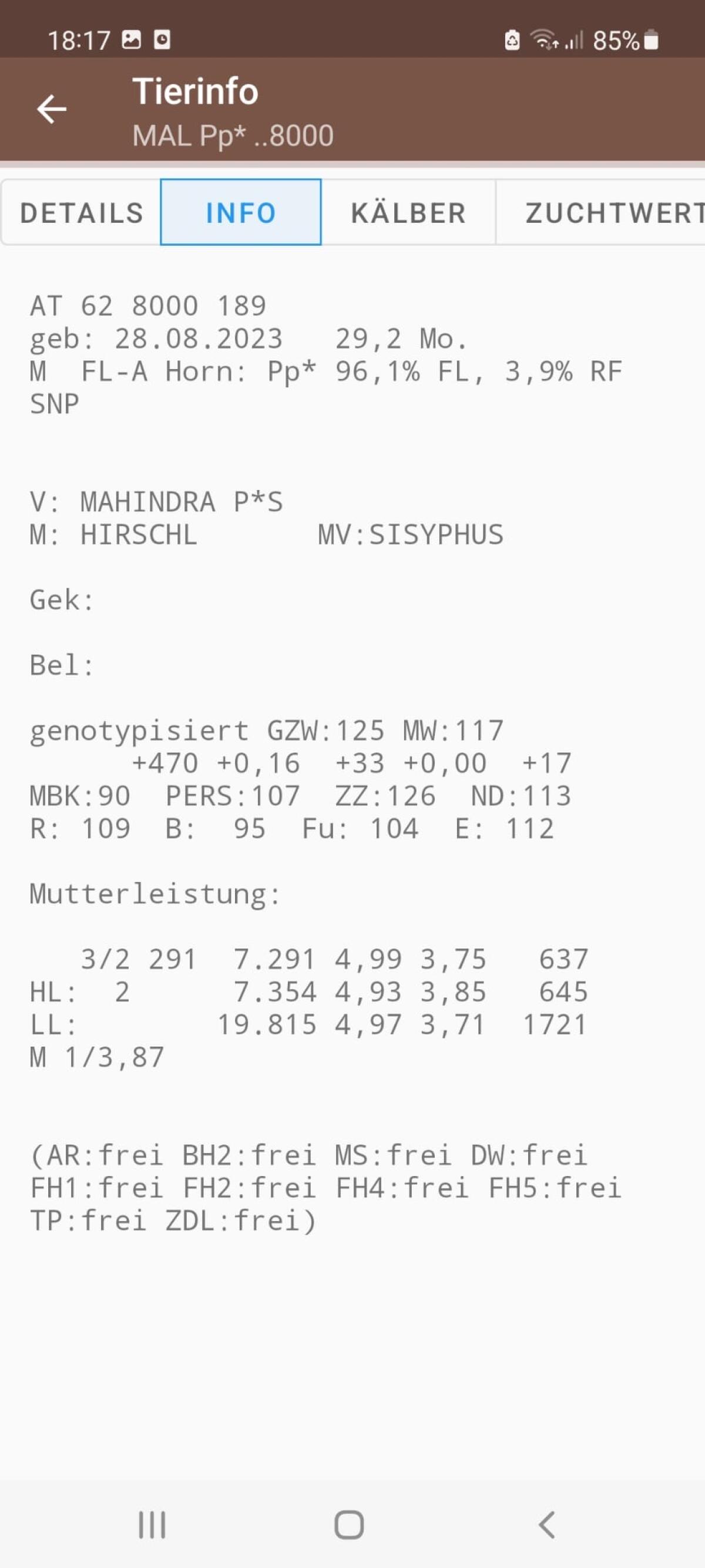 Hornloser Fleckvieh Zuchtstier 2