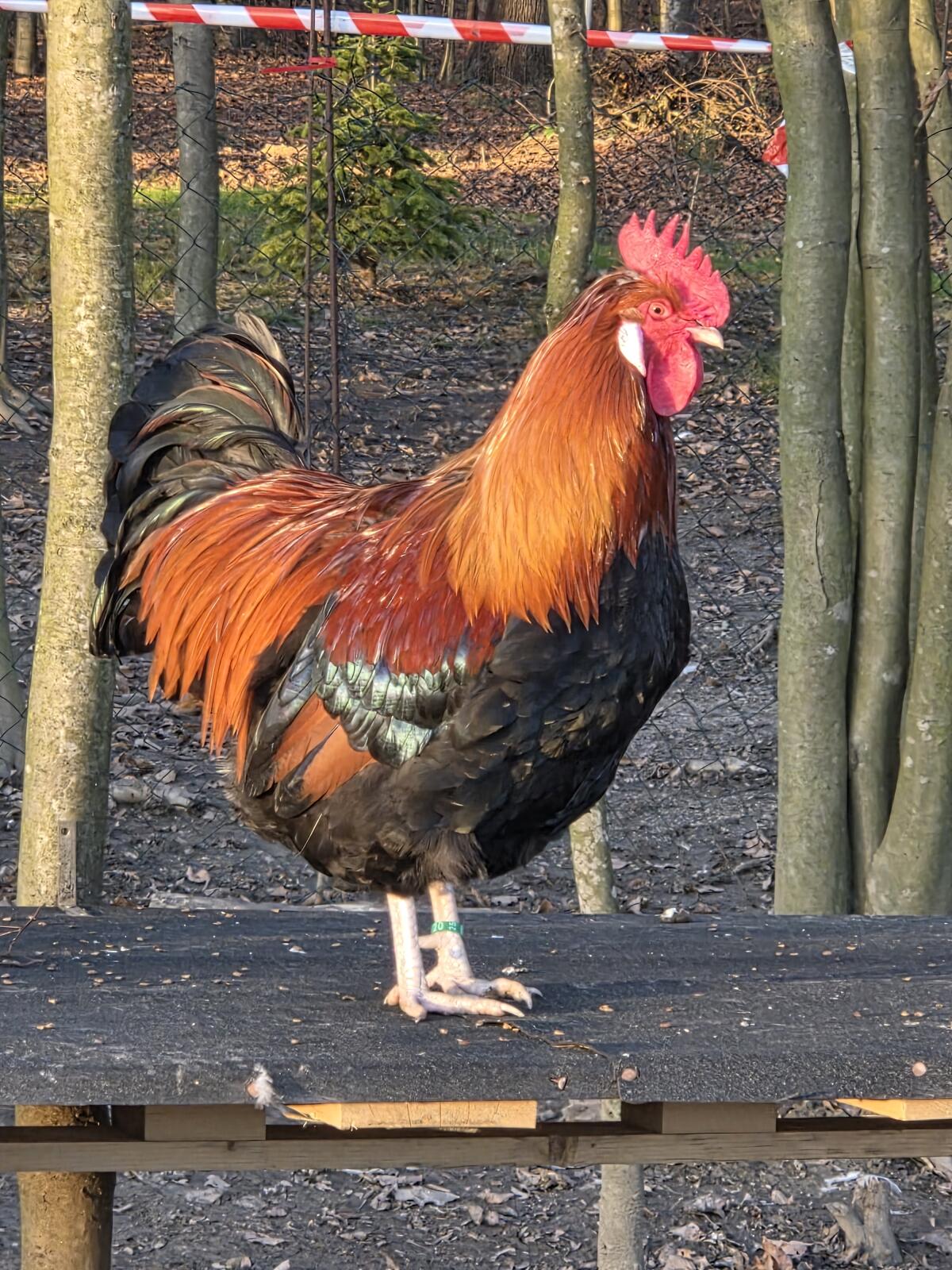 Bruteier Sulmtaler Gold-weizenfärbig 2