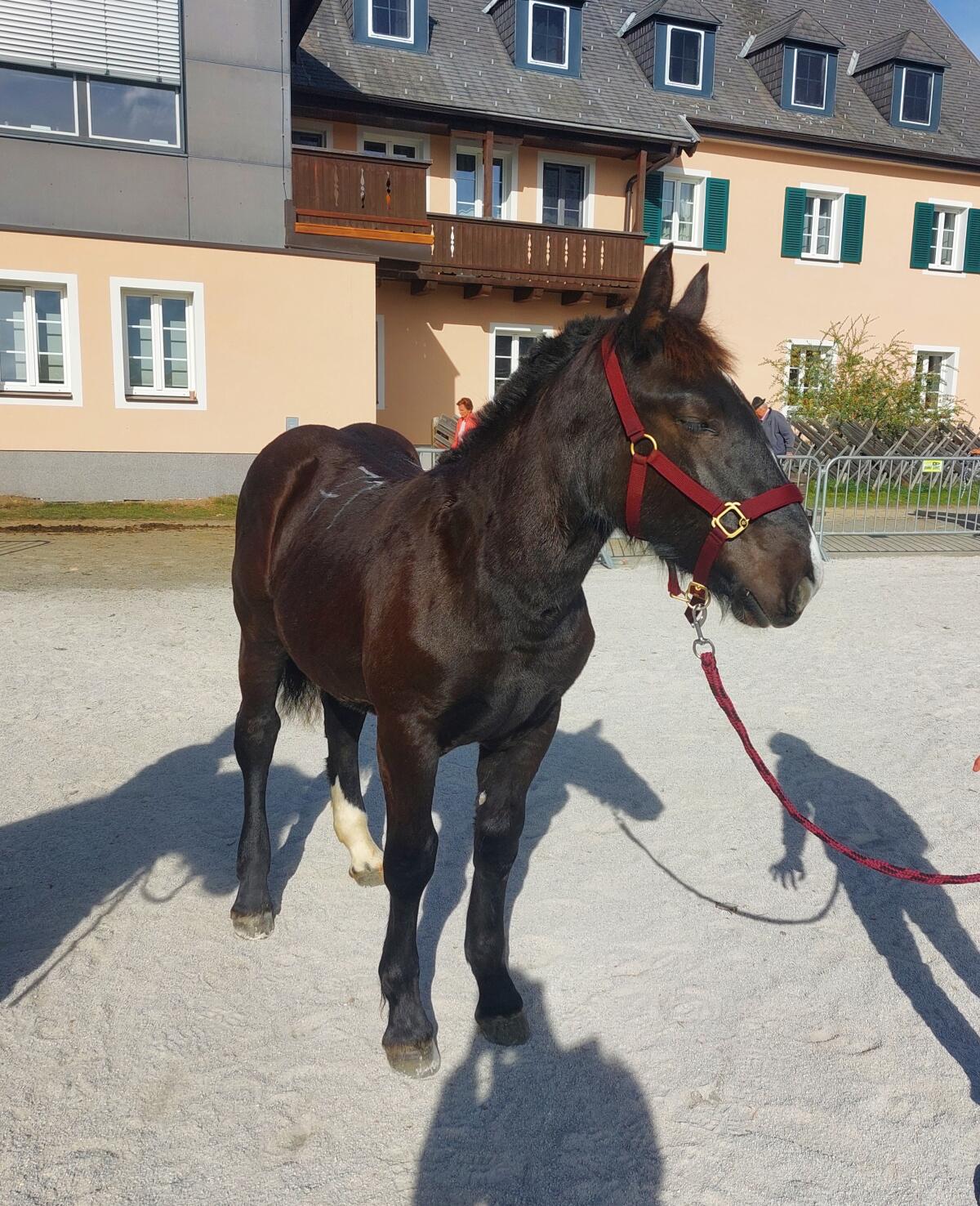 Liebevolles Noriker-Rappstutenfohlen - Daisy 2