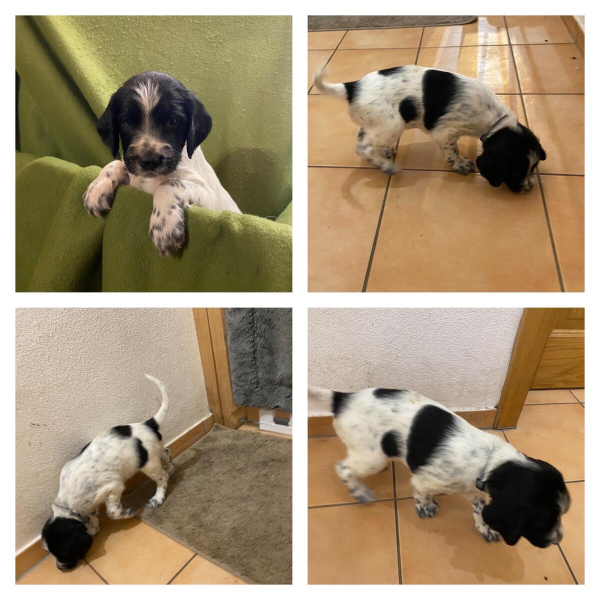 Große Münsterländer 3