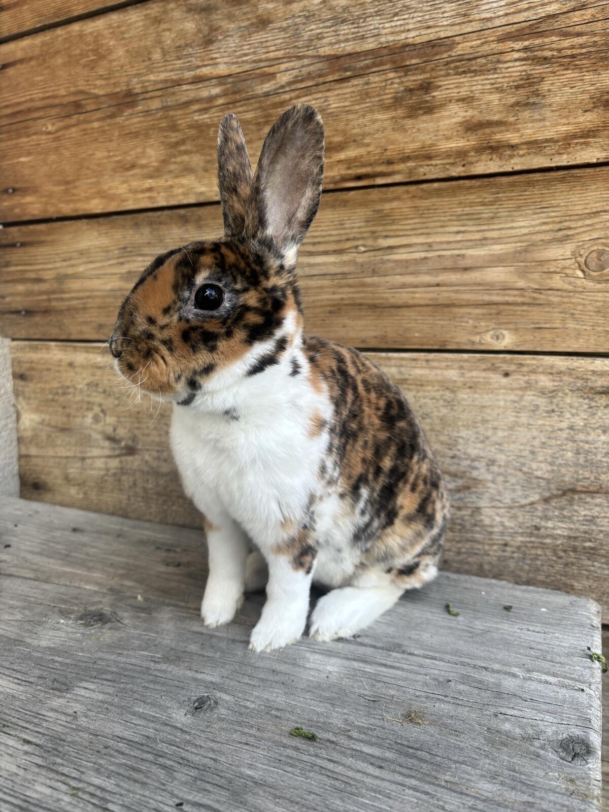 Kleinrex Kaninchen 2