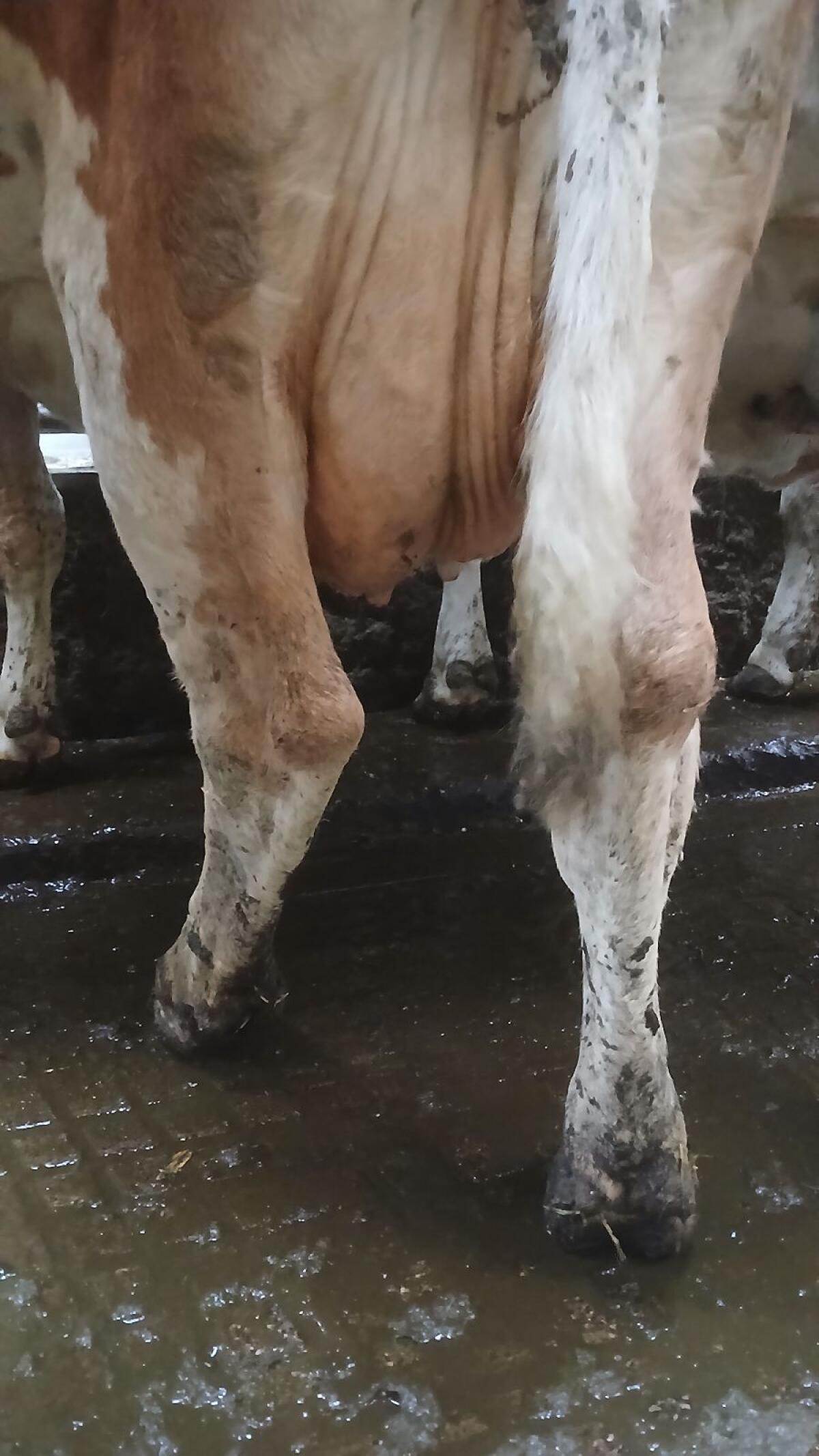 Mutterkuh trächtig 2