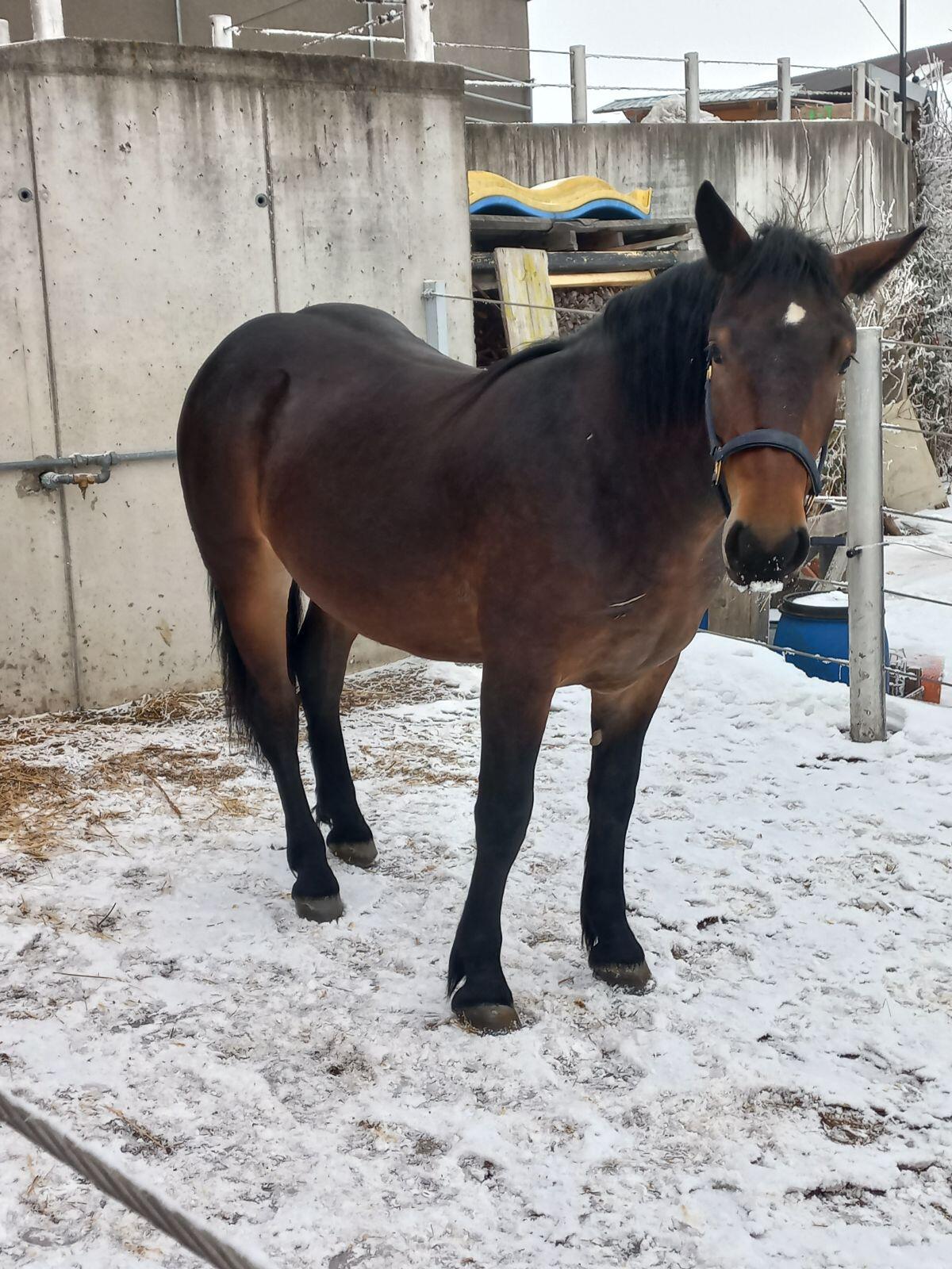 Noriker Jungstuten 3