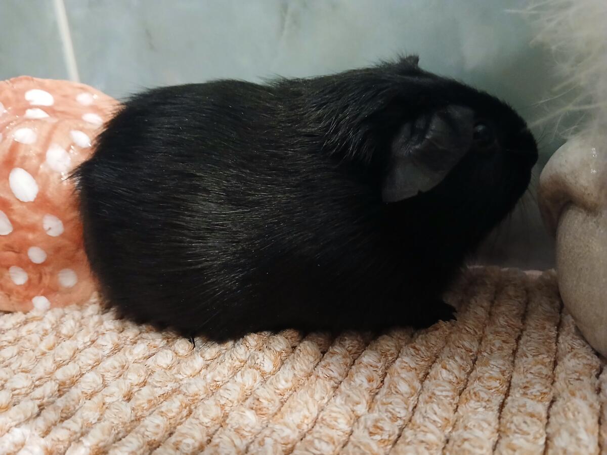 Rassemeerschweinchen 3