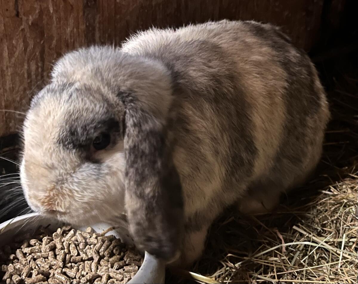 Zwergwidder-Rammler 3