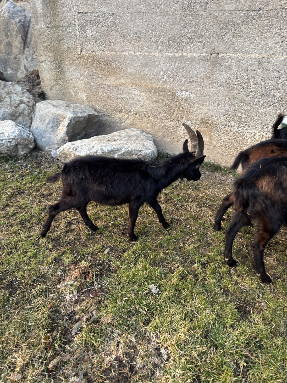 Aosta Böcke und Jungböcke 2