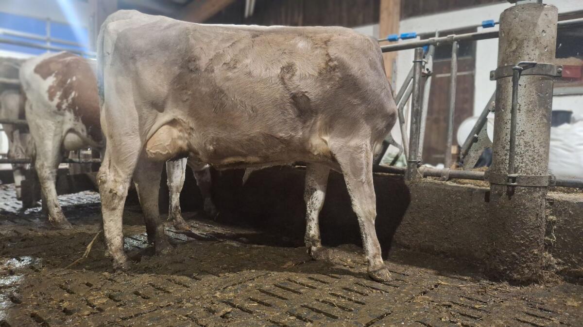 Brown Swiss Zweitkalbskuh mit 30 l Tagesgemelk 3