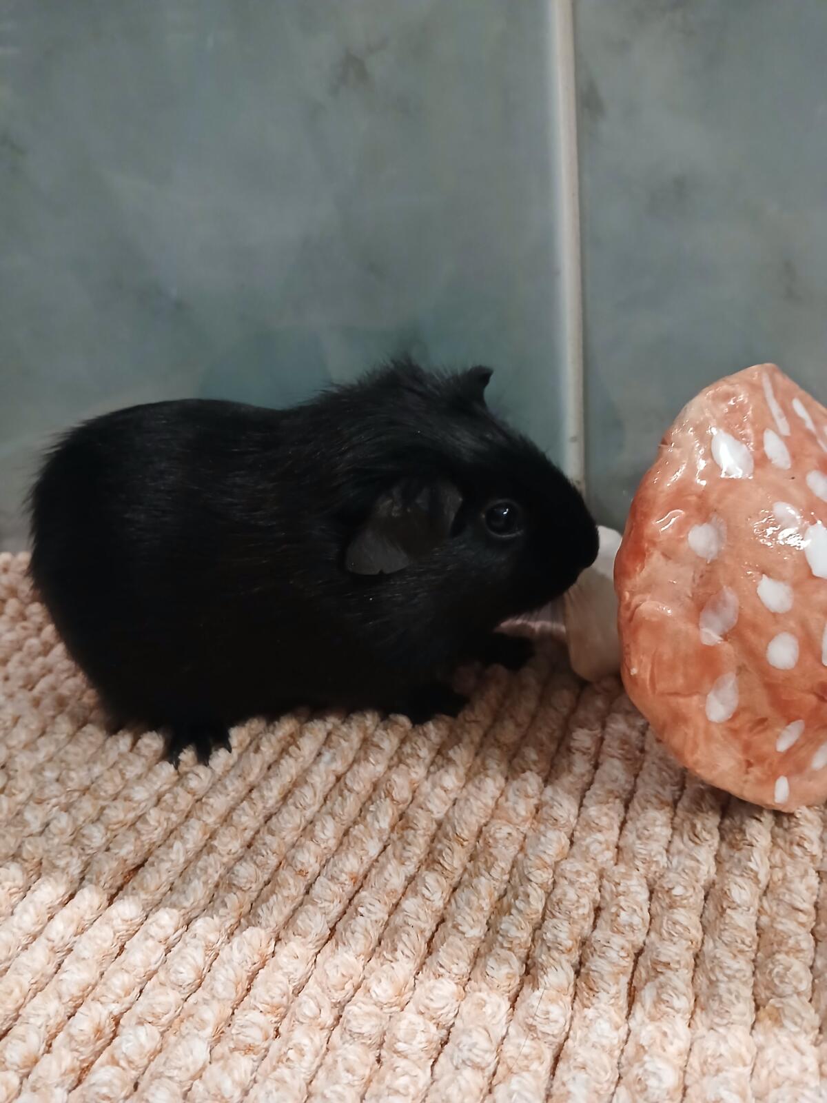 Rassemeerschweinchen 2