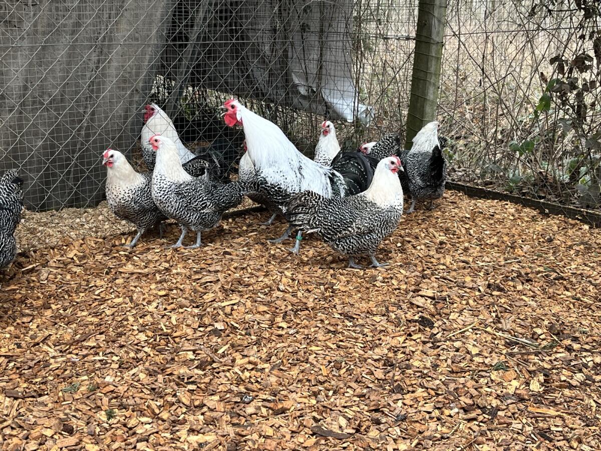 Bruteier Westfälische Totleger Silber 3