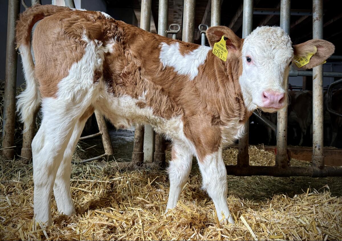 BIO FV Kuh-Kalb (gen. hornlos) 2