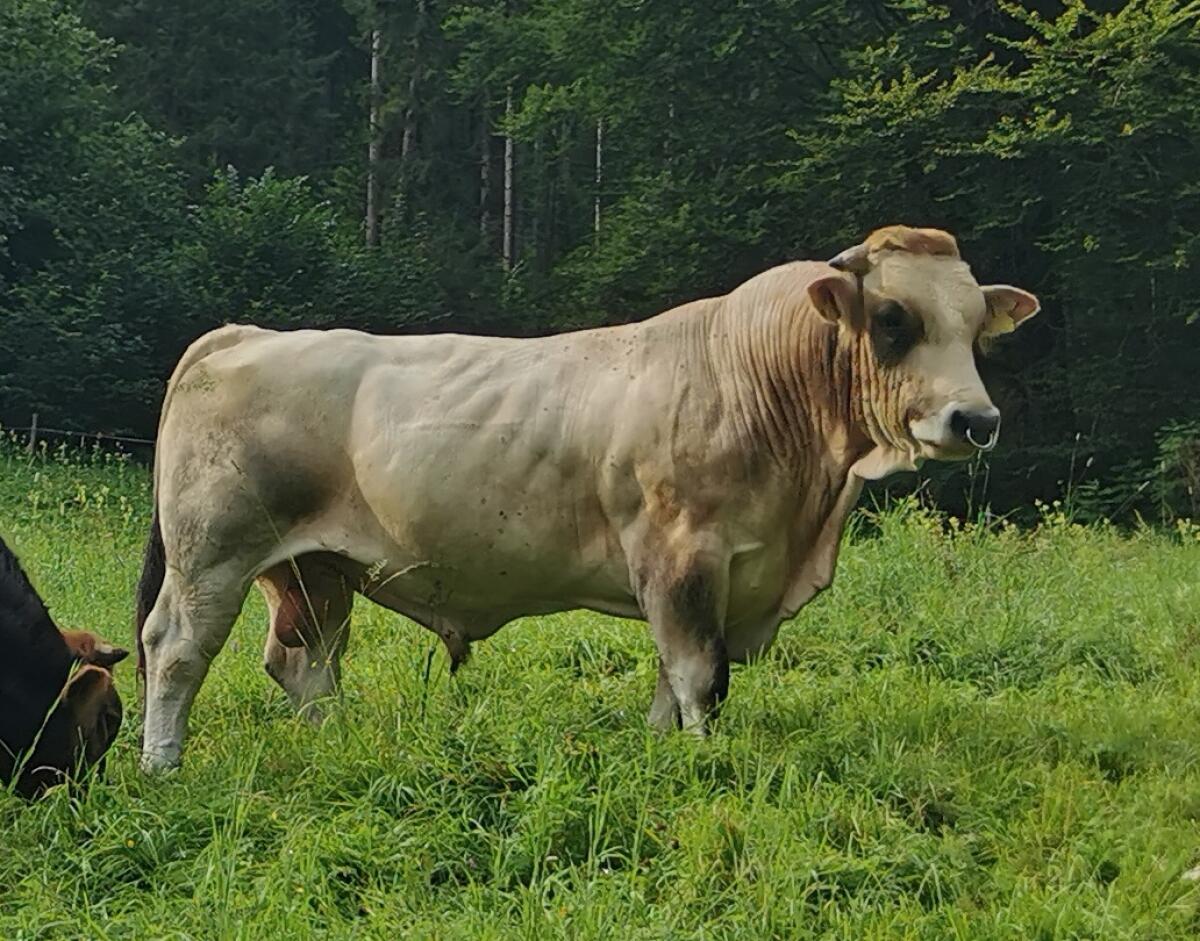 Verkaufe Murbodner Stierkalb 3