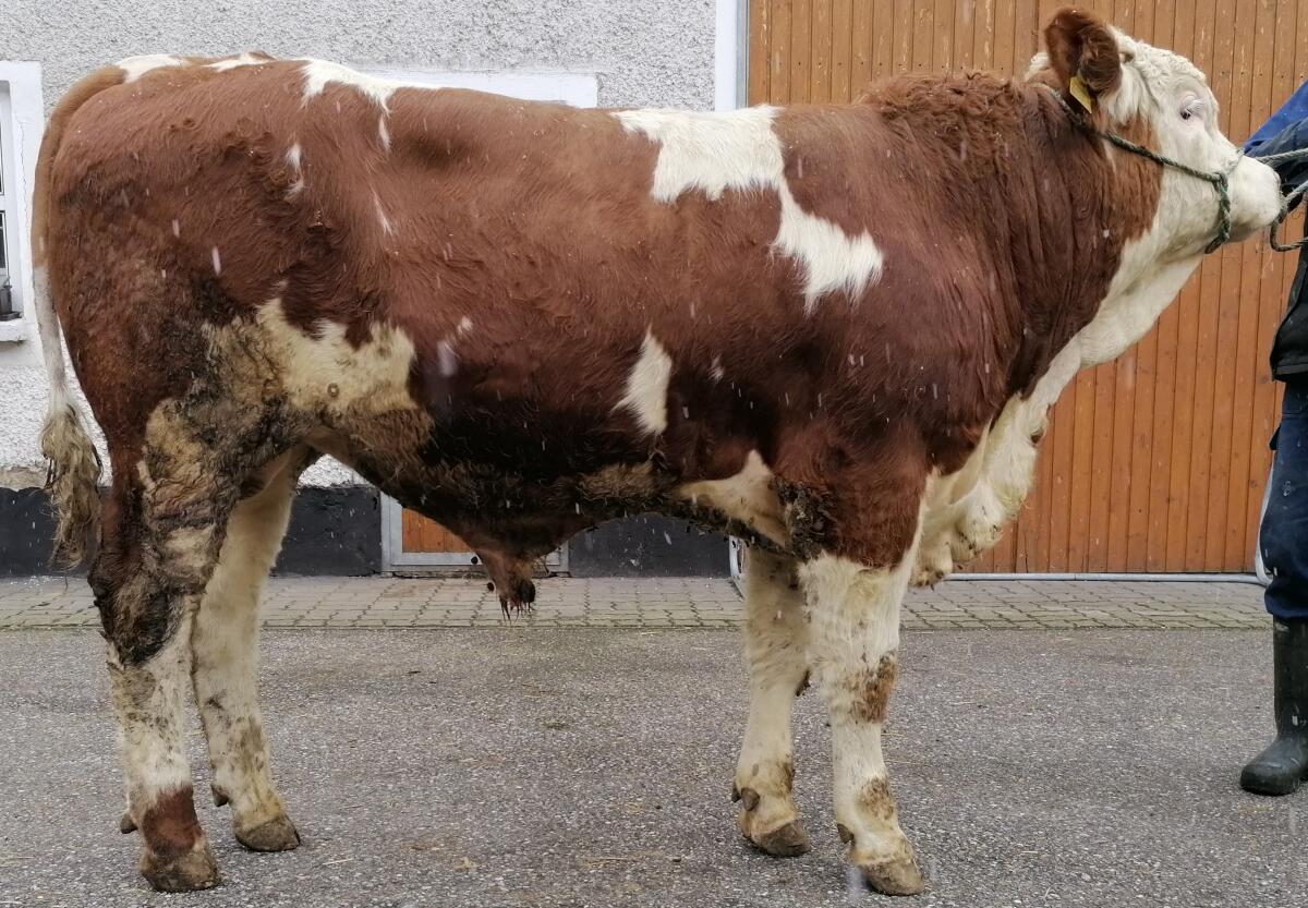 Verkaufe hornlose und gehörnte Fleckviehzuchtstiere 3