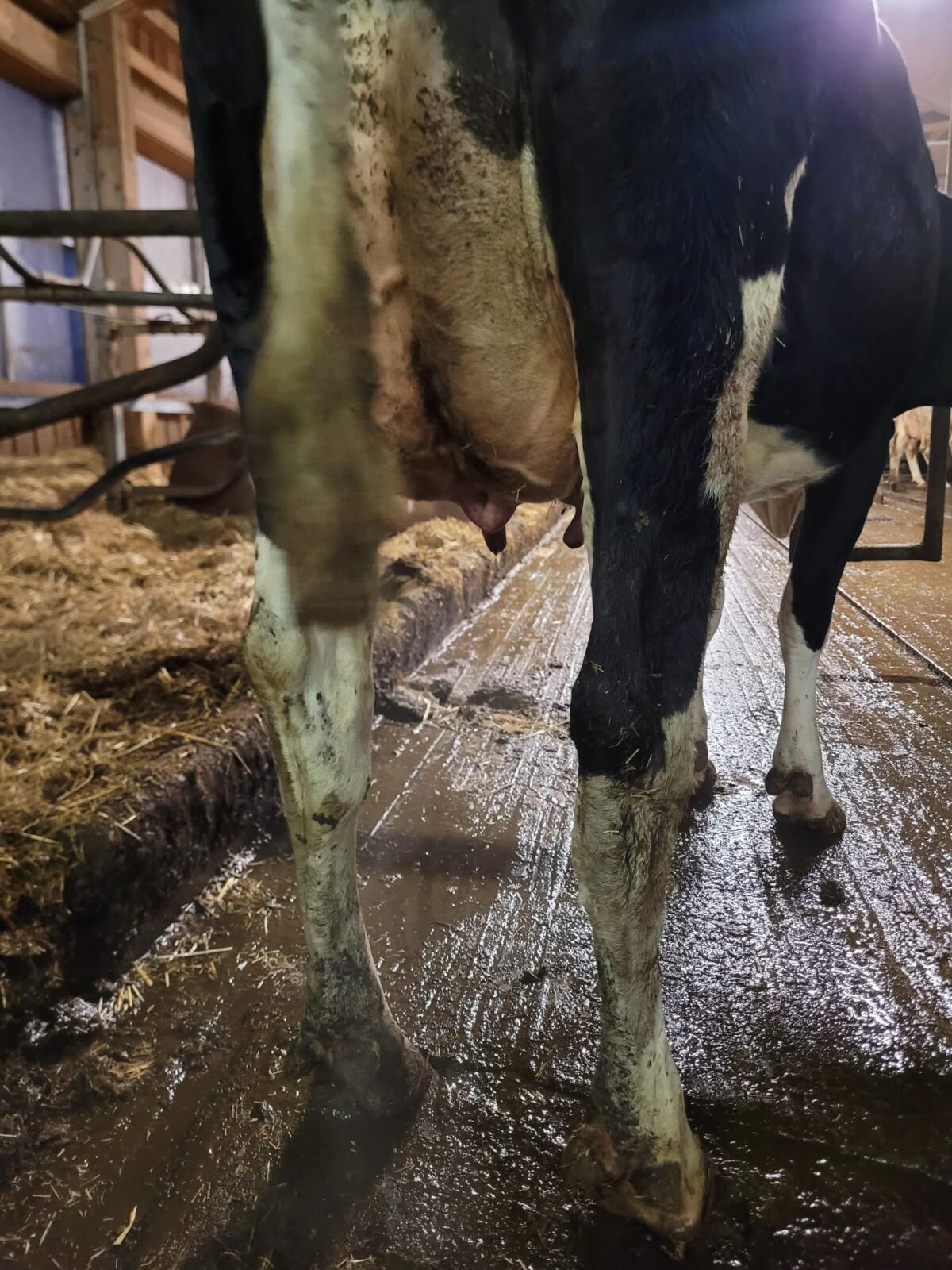 Kuh zu verkaufen - da sie Roboter nicht anstecken kann 2