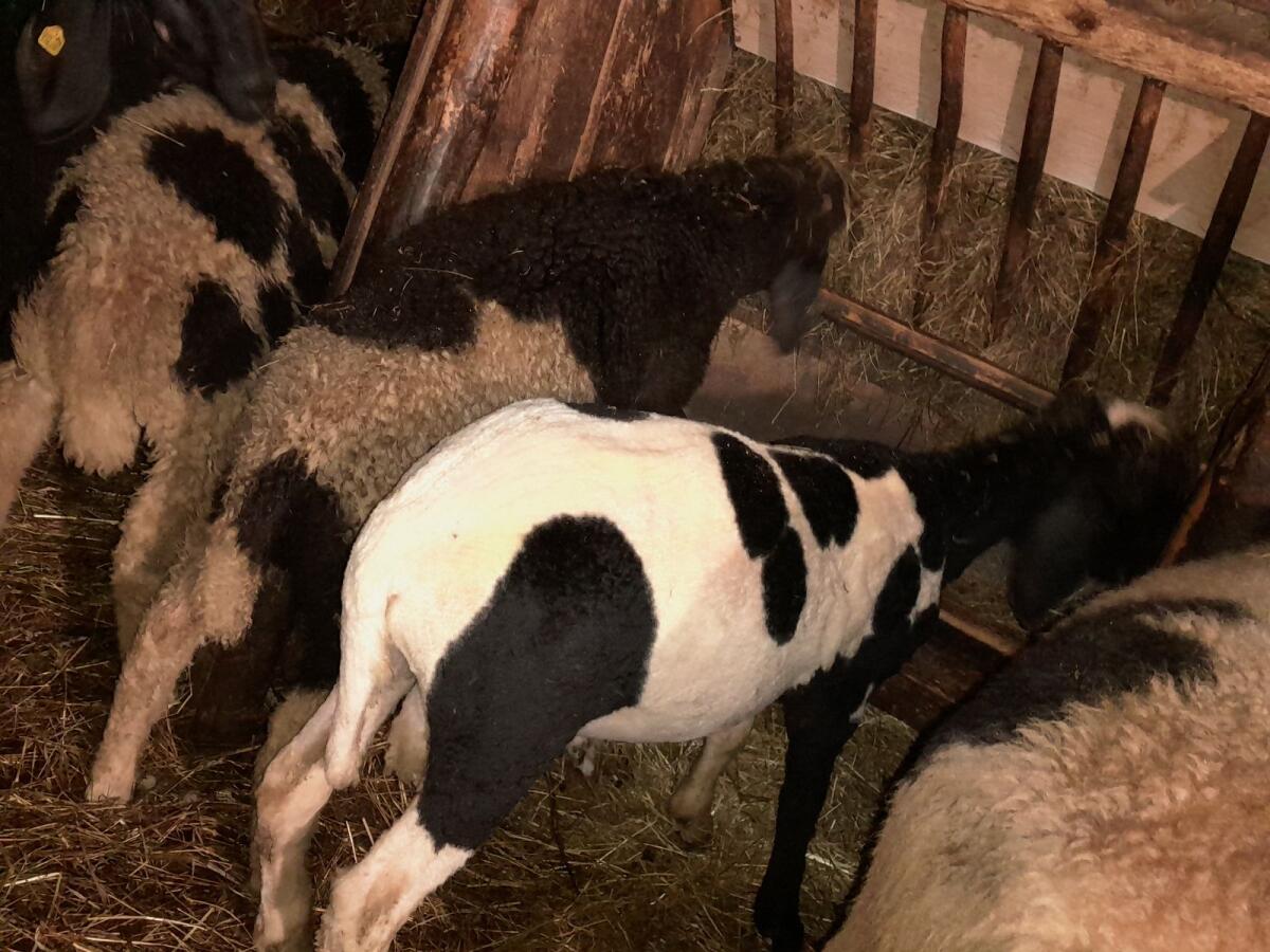 Tscheggn  widder Rein kein Hb vom September 2