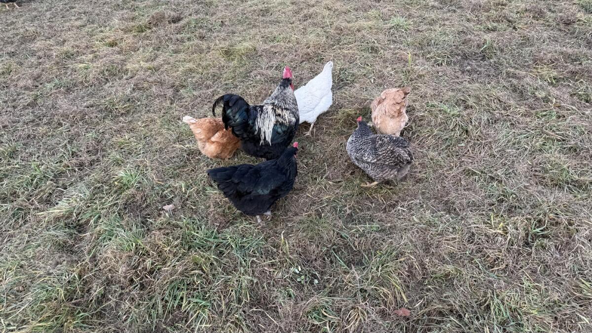 Rassemix Hennen mit Hahn 3