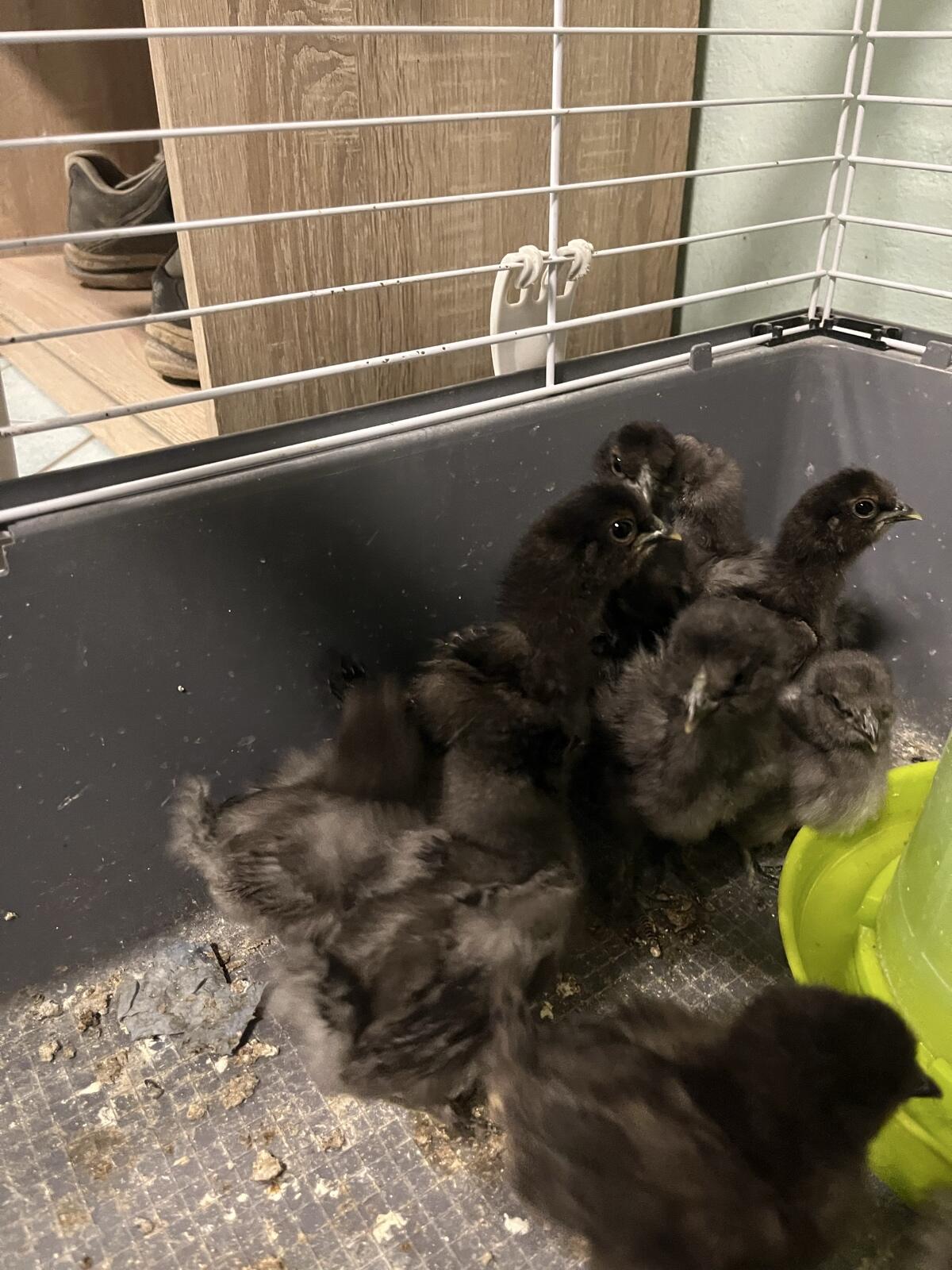 Seidenhühnerkücken 2