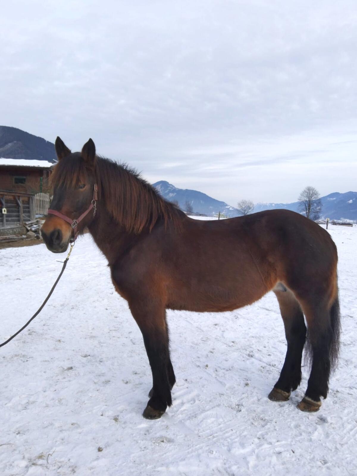 Schwarzbraune Norikerstute "Stern" 2