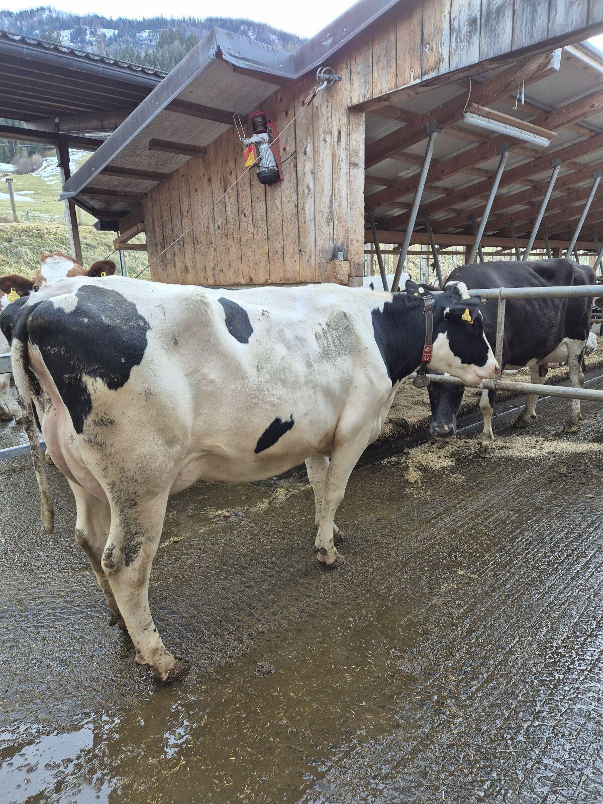 Frischlaktierende Holstein-Jungkuh 2