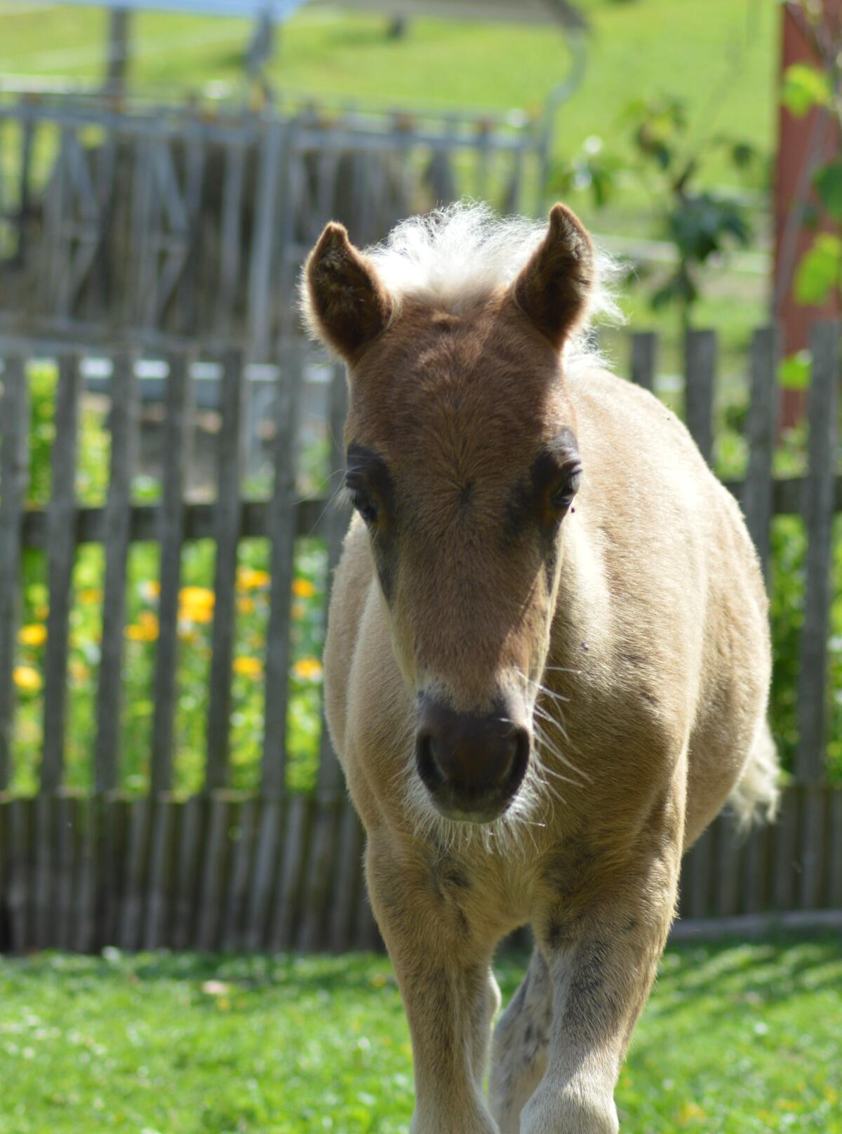 Deutsche Classic Ponys, geb. 2025 3